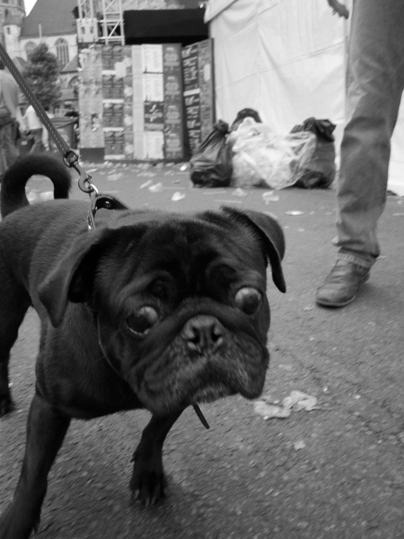 Puilooghondje Des ochtends op de Vlasmarkt zien zelfs de honden er doorzopen uit.